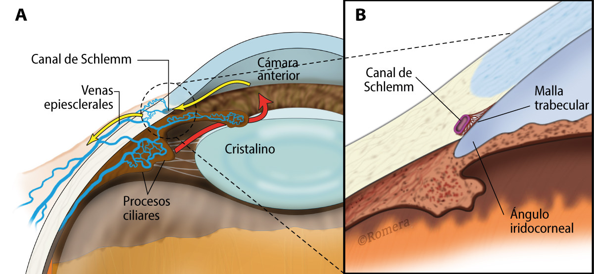 Circulación Canal Schlemm - Dr. Manuel Romera - VERTE Oftalmología Barcelona