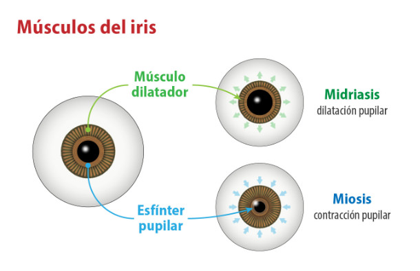 Músculos del iris - VERTE Oftalmología Barcelona