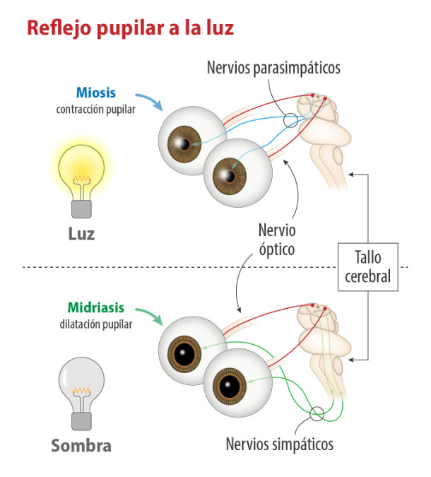 Miosis - Midiasis - Pupilas - VERTE Oftalmología Barcelona
