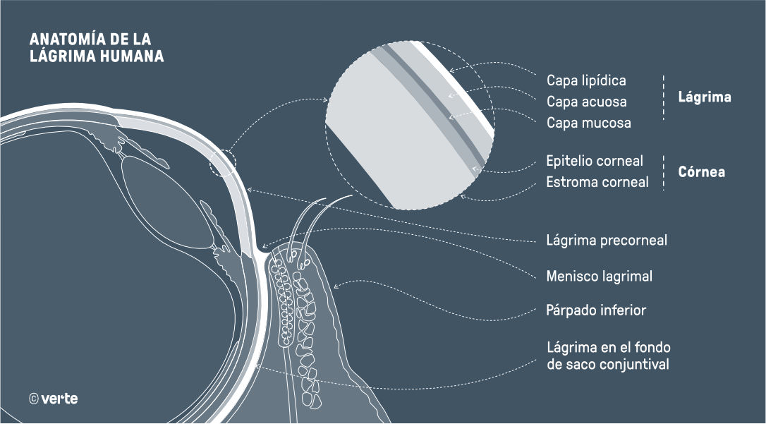 Ojo seco - VERTE Oftalmología Barcelona