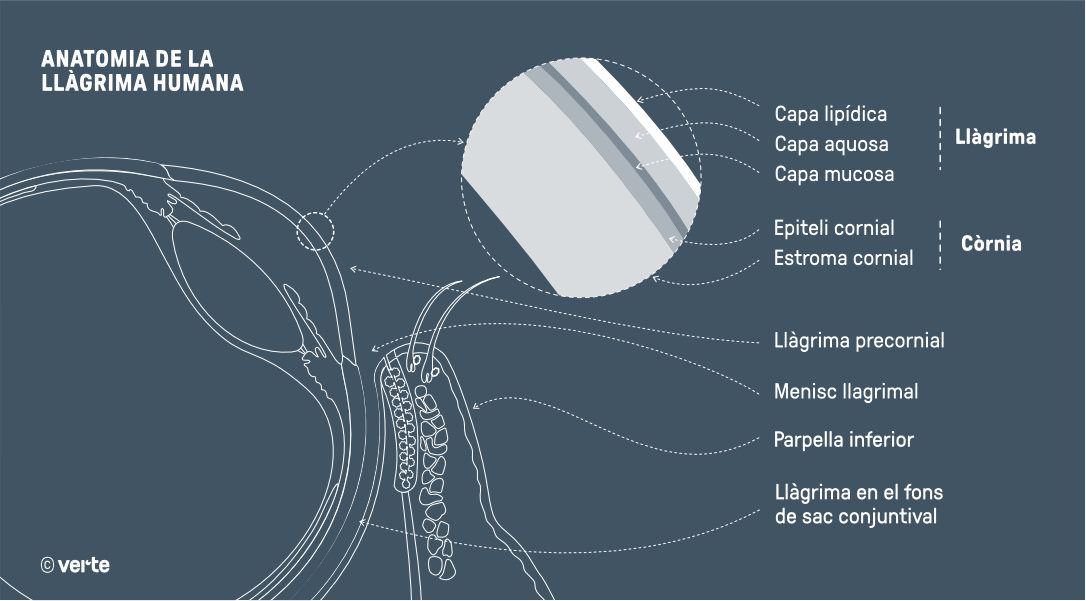 Ull sec - VERTE Oftalmologia Barcelona